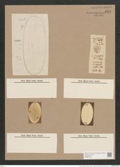 Navicula smithii Breb. (de-Toni-Nr.: Genus 1, Species 289) Zeichnungen Sammlung Grunow Nr. 645 (NHMW-BOT-W0367013)